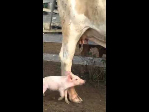 خنزير صغير يسرق اللبن من بقرة