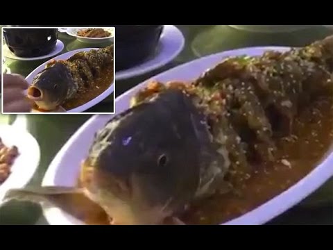 شاهد زبون يعذب سمكة نصف ميتة