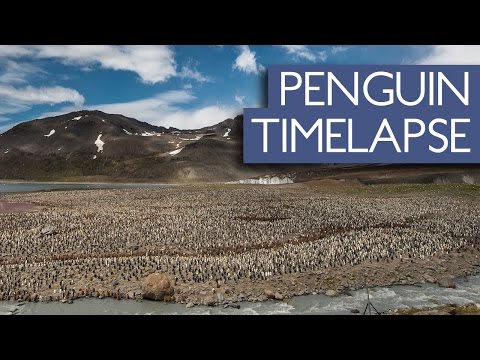 شاهد آلاف البطاريق تتلاحم لإنقاذ صغارها من التجمد