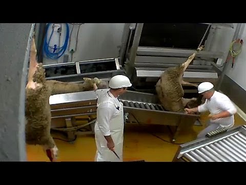 تعذيب الحيوانات وقتلها بطريقة وحشية فى مجزر بفرنسا