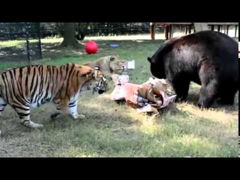 أخطر ثلاث حيوانات مفترسة يعيشون معا في سلام