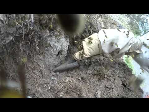 خبير يبحث عن عش دبابير في التراب فيفاجئ بمستعمرة