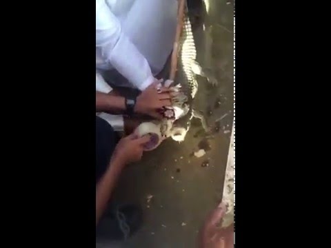 لحظة الإمساك بتمساح في أحد شوارع السعودية