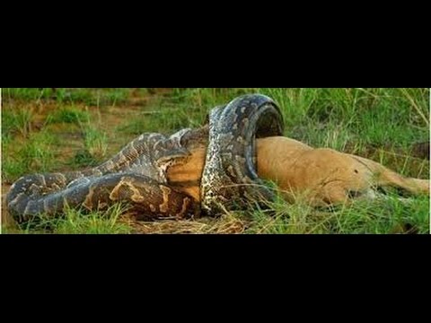 شاهد افعي الاناكوندة تفترس الحيوانات والبشر