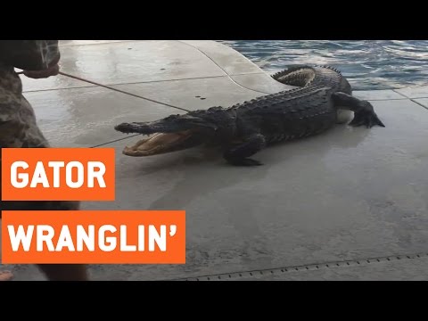 شاهد تمساح ضخم في حمام السباحة