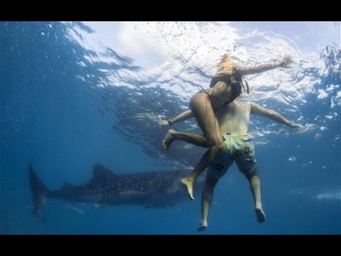 أخطر هجمات أسماك القرش على البشر
