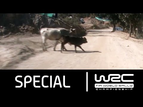 بطل العالم لسباق السيارات يتجنب الاصطدام بأبقار قطعت طريقه