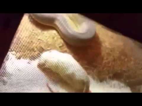 شاهد لقطات مروعة لثعبان يهاجم صاحبه بعد قتل ذبابة