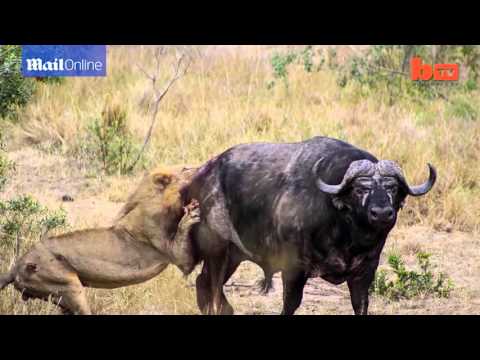 جاموس متوحّش ينتقم لصديقه من مجموعة أسود