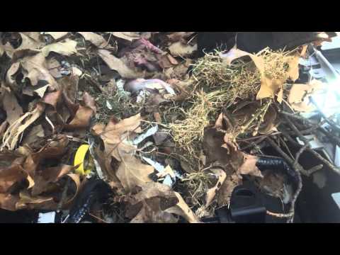 أنثى سنجاب تلد وتكون أسرة فوق محرك سيارة