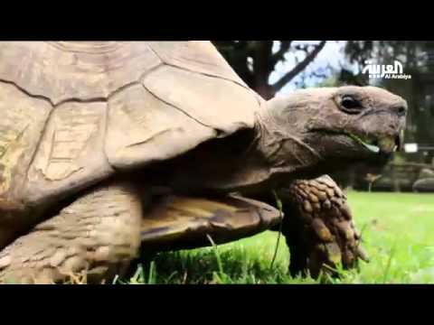 جولة في ملجأ حيوانات ماونت كينيا