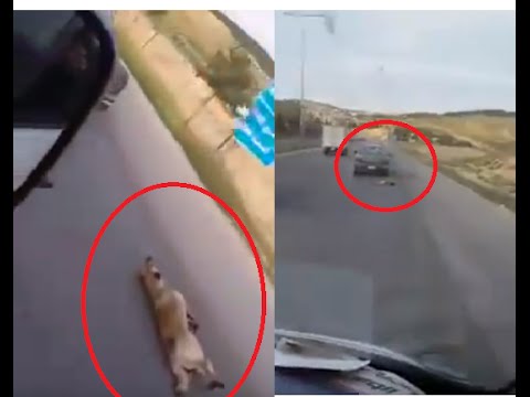 بالفيديو تعذيب كلب بوحشية في المغرب