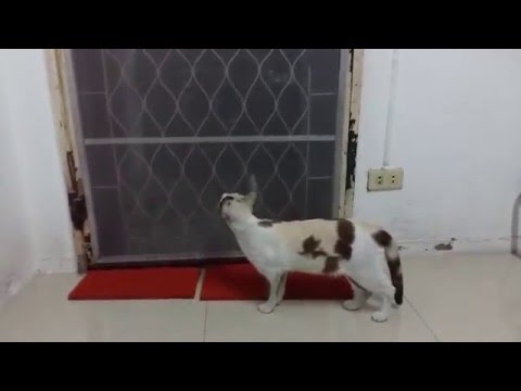 قطة ذكية تفتح بابًا حديديًا