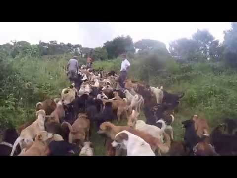 1000 كلب يعيشون في مزرعة خاصة في كوستاريكا