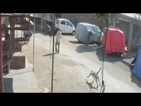 شاهد قرد شبح يضرب المارة ويهرب