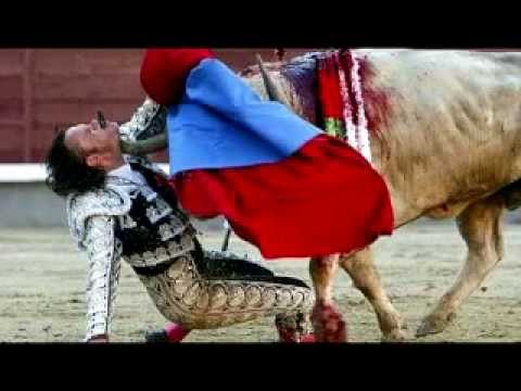 بالفيديو شاهد أخطر هجمات الثيران على البشر