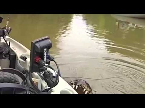 فيديو شخص حاول اصطياد سمك السلور فخرج بمفاجأة