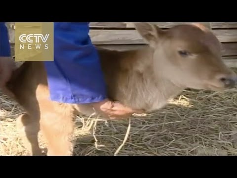 شاهد ولادة عجل بساقين فقط في الصين