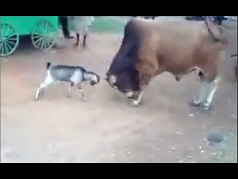 بالفيديو ماعز يواجه ثور والنتيجة غير متوقعة