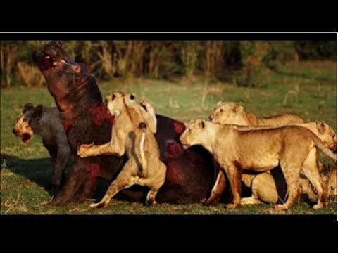 شاهد أسود تنتقم من فرس النهر