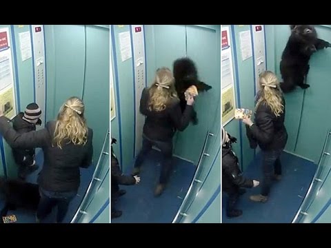 فيديو حسن تصرف سيدة روسية تنقذ كلبها من الموت شنقا