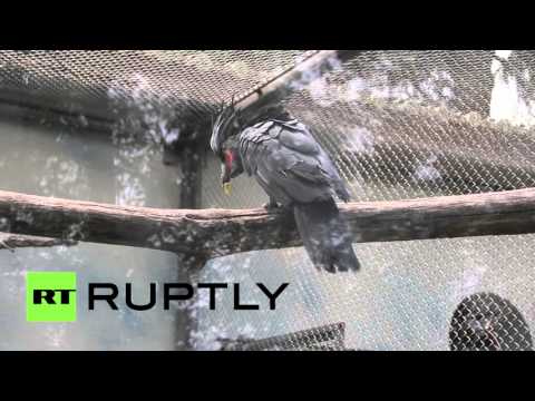 بالفيديو الطباعة الثلاثية الأبعاد تنقذ حياة ببغاء كسر منقاره