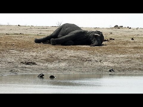بالفيديو زيمبابوي تعرض بيع حيواناتها لإنقاذها من مخاطر الجفاف الذي يعصف بالأدغال