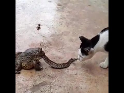 شاهد ثعبان يهاجم قطة بينما تأكله ضفدعة
