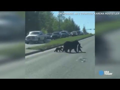 بالفيديو سائقون أميركيون يقطعون الطريق لعبور دبة وصغارها بأمان