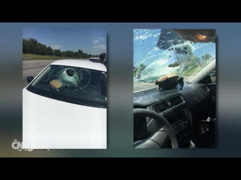 سلحفاة تتسبب في حادث غريب