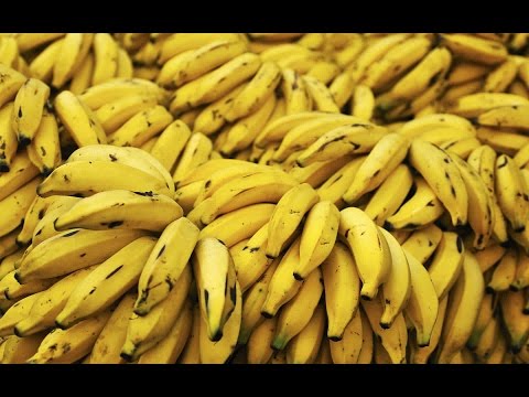 بالفيديو لهذه الاسباب سينقرض الموز بعد أعوام