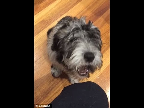 كلب يتحدث الإنجليزية وينطق اسم مشروب غازى