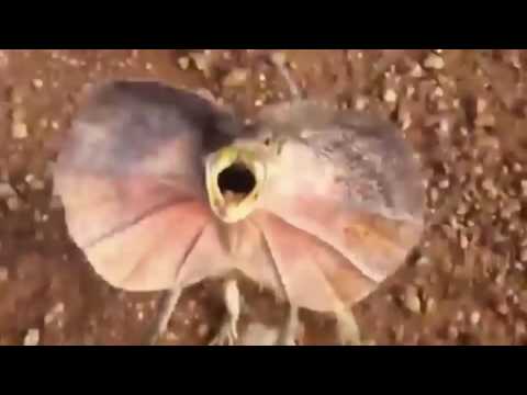 فيديو سحلية ضخمة تطارد شابا