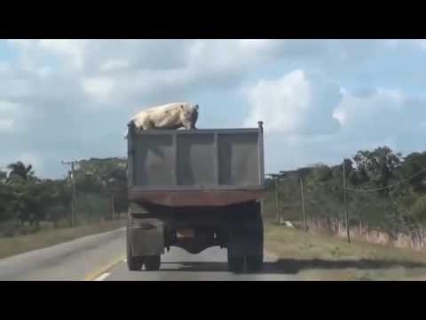 خنزير يهرب من الموت بالقفز من شاحنة على الطريق السريع