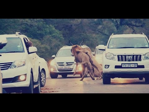 شاهد معركة شرسة بين أسد وغزالة أمام المارة