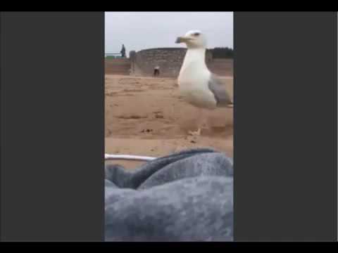 شاهد طائر يختطف آي فون من فتاة على الشاطئ