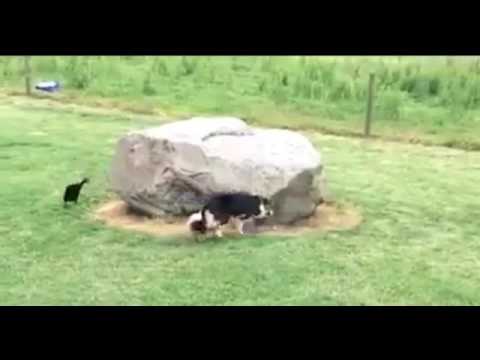 كلب وبطة يلعبان على طريقة القط والفار