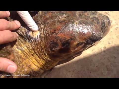 شاهد سياح يعرضون سلحفاة للخطر من أجل سيلفى