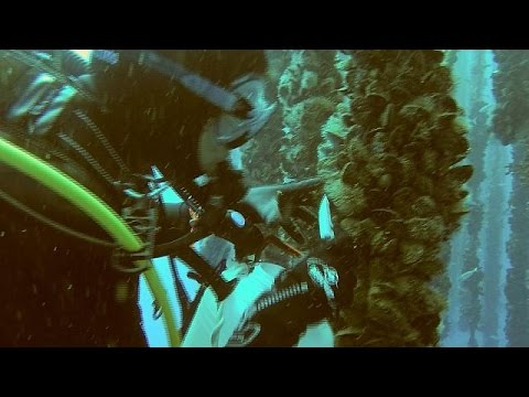 طالع سر الشباب تحت سطح البحر من اللا فقاريات الطبية التجميلية