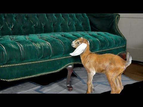 معزة تثبت أن تكرار المحاولة طريقك للتغلب على الفشل