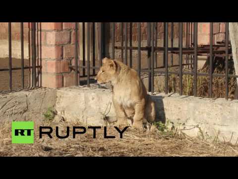 صداقة غريبة تجمع بين اسد وقطيع من الاغنام