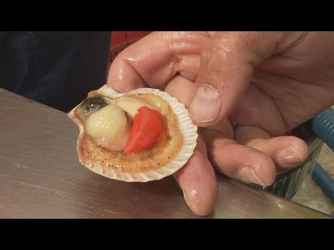 بالفيديو بحوث جديدة لتربية الأحياء المائية بطريقة مستدامة ومتنوعة