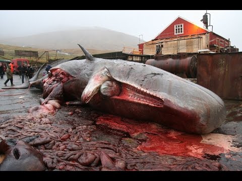 شاهد انفجار الحوت الميت