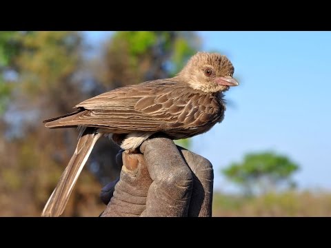 عصفور يساعد البشر في موزمبيق