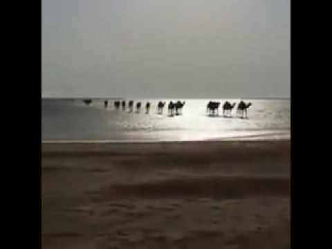 بالفيديو اجمل مشهد للابل وهي تعبر البحر على الساحل الغربي في السعودية