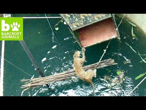 شاهد نمر ذكي يساعد منقذيه لانتشاله من بئر عميق