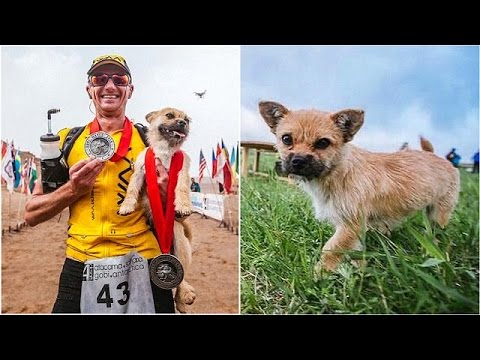 شاهد كلبة تجري خلف عداء فتحظى بإقامة في بريطانيا