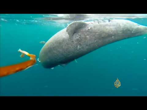 سمك قرش غرينلاند أطول الفقاريات عمرًا على الأرض