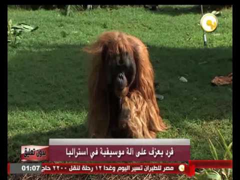 بالفيديو قرد يعزف على آلة موسيقية في أستراليا