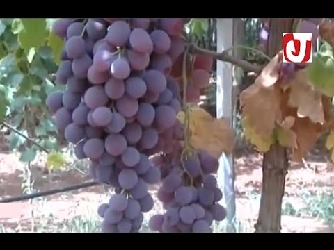 بالفيديو جني وتسويق أجود أنواع العنب في ضيعات مكناس